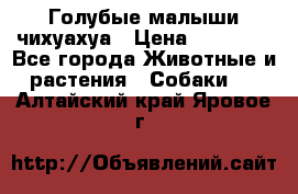 Голубые малыши чихуахуа › Цена ­ 25 000 - Все города Животные и растения » Собаки   . Алтайский край,Яровое г.